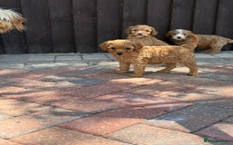 Cavapoo dogs for sale: F1B cavapoo puppies - Image 5