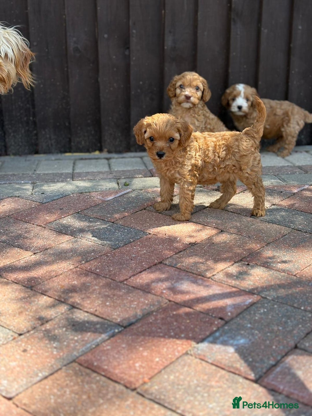 Cavapoo dogs for sale: F1B cavapoo puppies - Image 5
