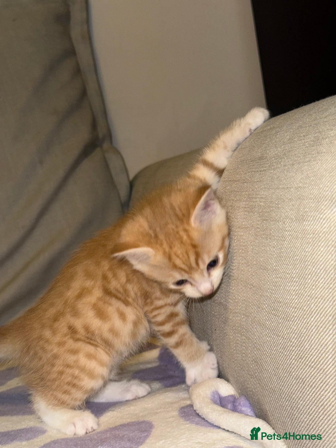 Scottish Fold cats for sale: Scottish fold mix with tabby .  - Image 13