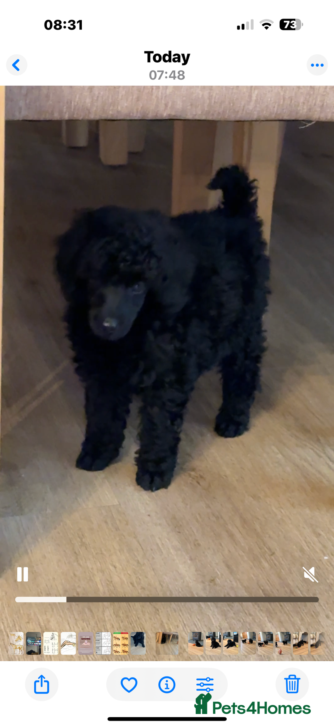 Miniature Poodle dogs for sale: Miniature Poodle Puppies - Advert 5