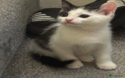 Domestic Shorthair cats for sale: 3 female kittens - Image 4