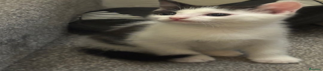 Domestic Shorthair Kitten 3