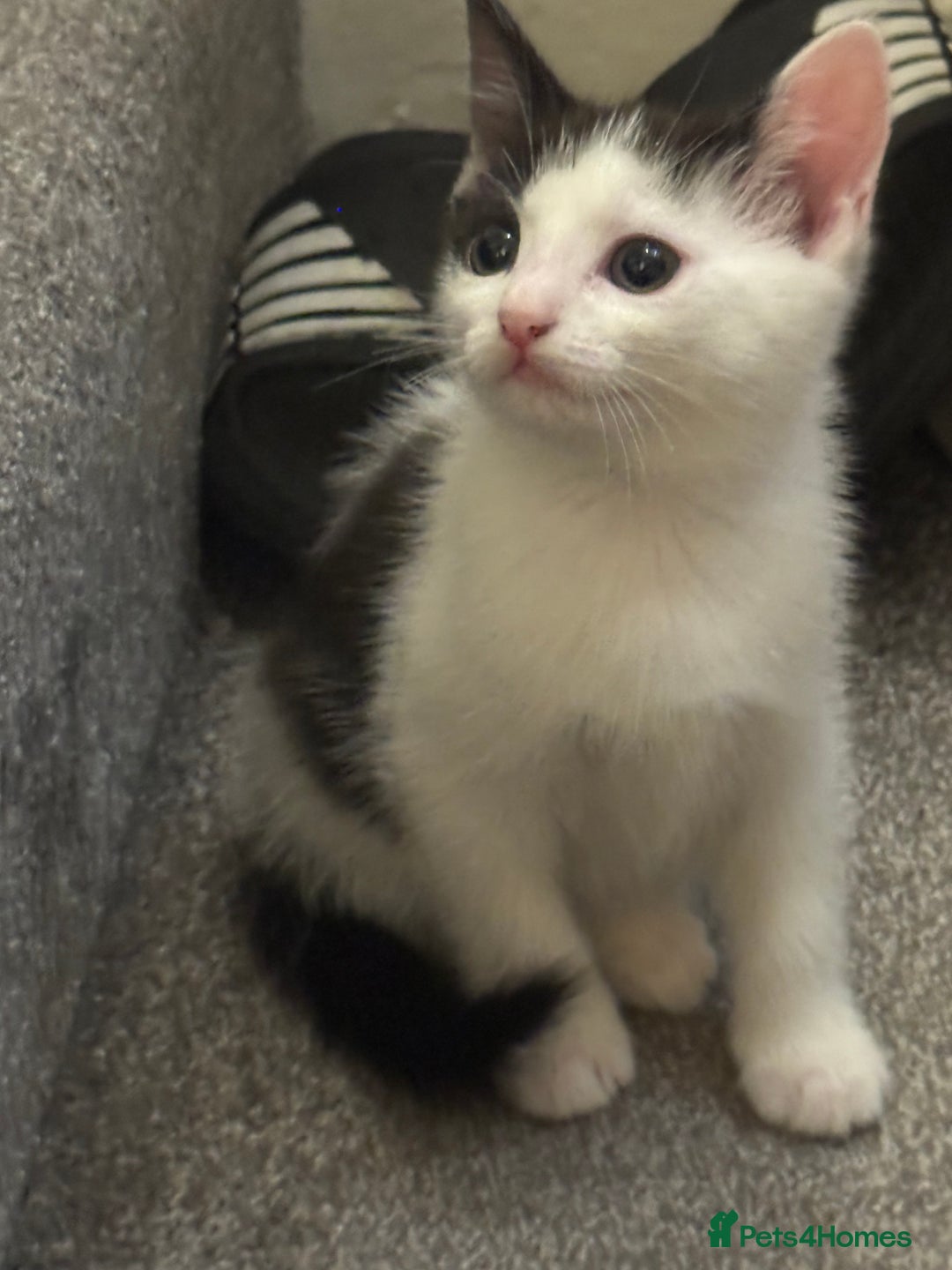 Domestic Shorthair cats for sale: 3 female kittens - Image 4