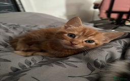 Mixed Breed cats for sale: Ginger male ready for home!  - Image 2