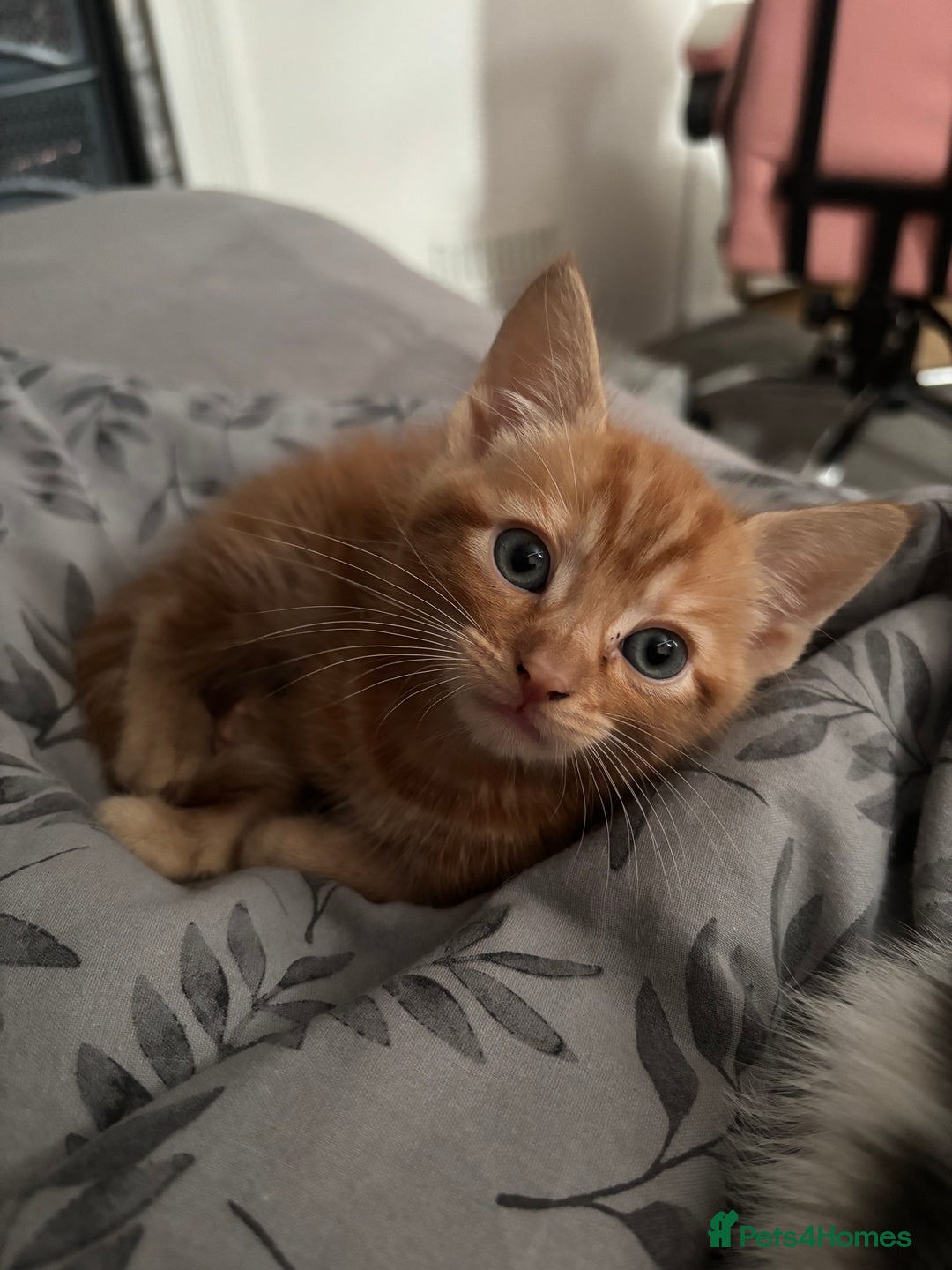Mixed Breed cats for sale: Ginger male ready for home!  - Image 2