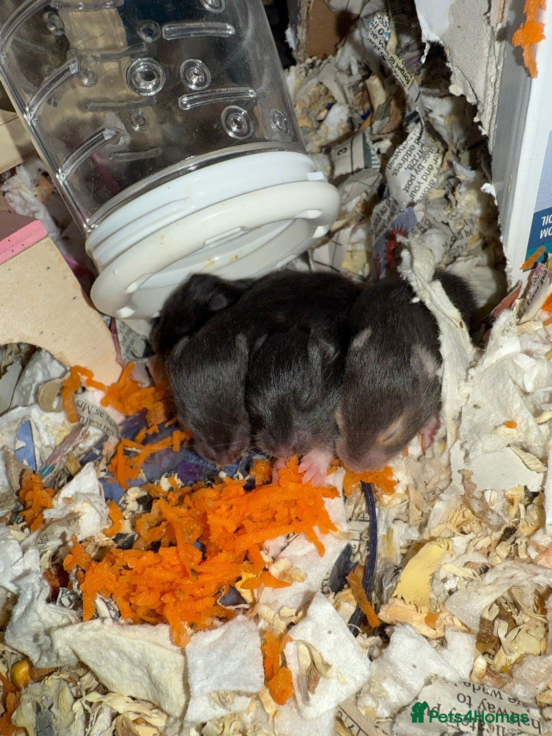 Hamster rodents for sale: Baby hamsters for sale - Image 6