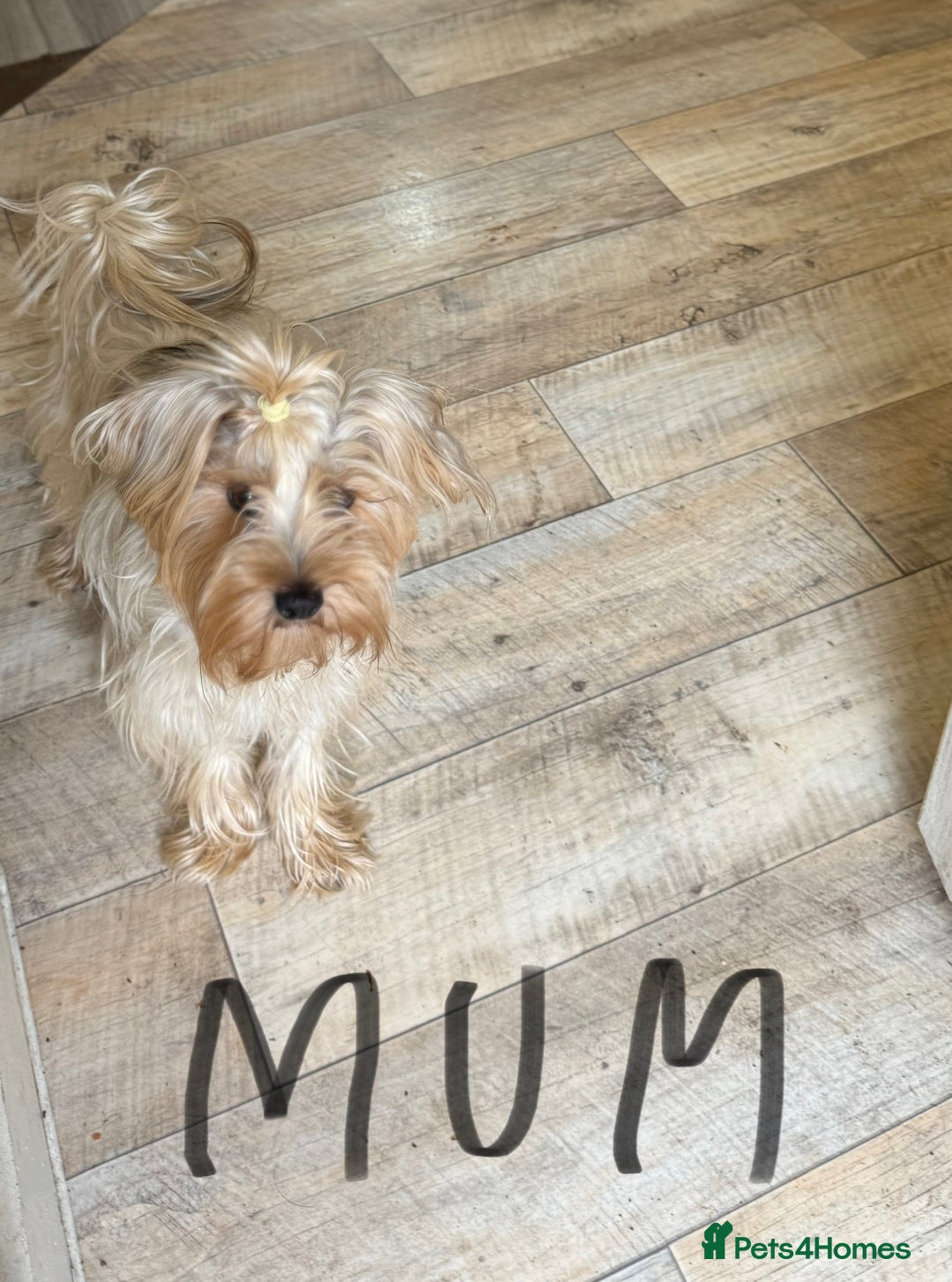 Yorkshire Terrier dogs for sale: Yorkshire Terrier  - Advert 10