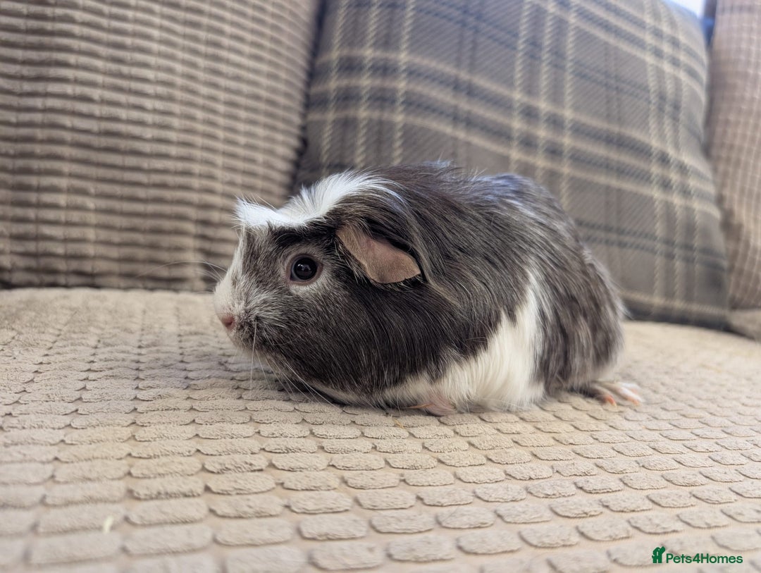 Guinea Pig rodents for sale: 4 female guinea pigs - Advert 12