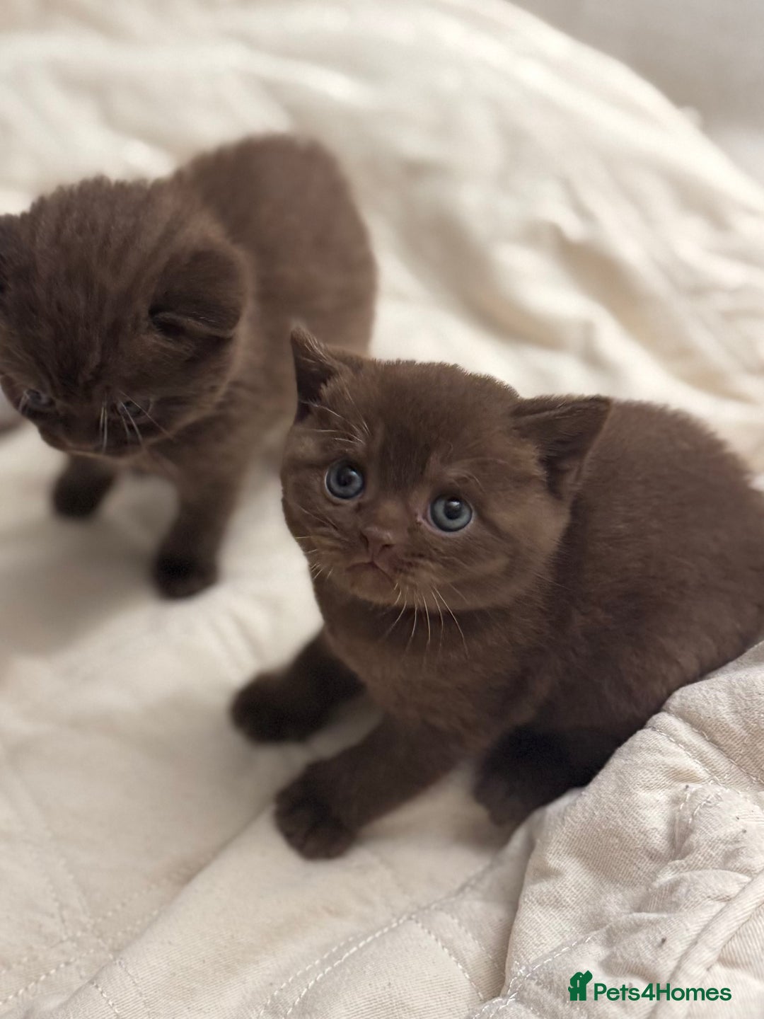 British Shorthair cats for sale: 😻Chocolate BSH boys✅ 👌GCCF reg, ready November  - Image 6