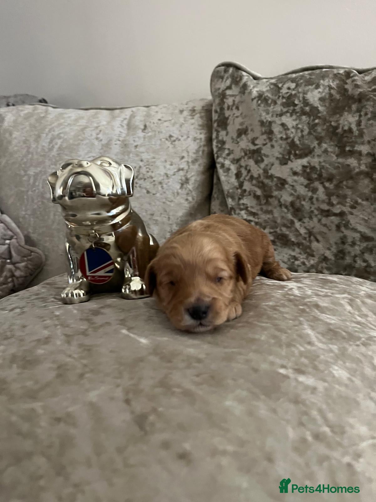 Cavapoo dogs F1 Cavapoo puppies - Advert 4