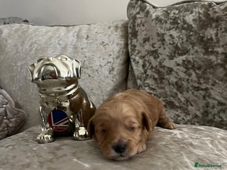 Cavapoo dogs F1 Cavapoo puppies - Advert 1