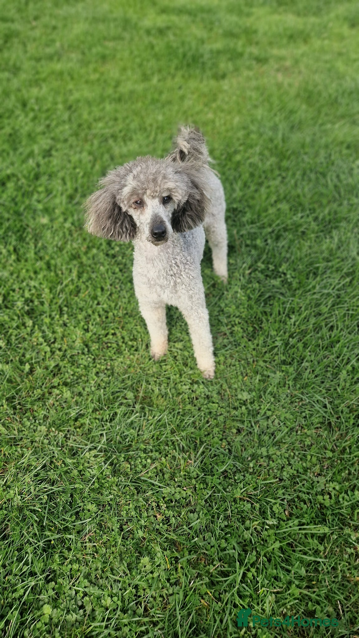 Miniature Poodle dogs Kc reg Miniture poodle - Advert 2