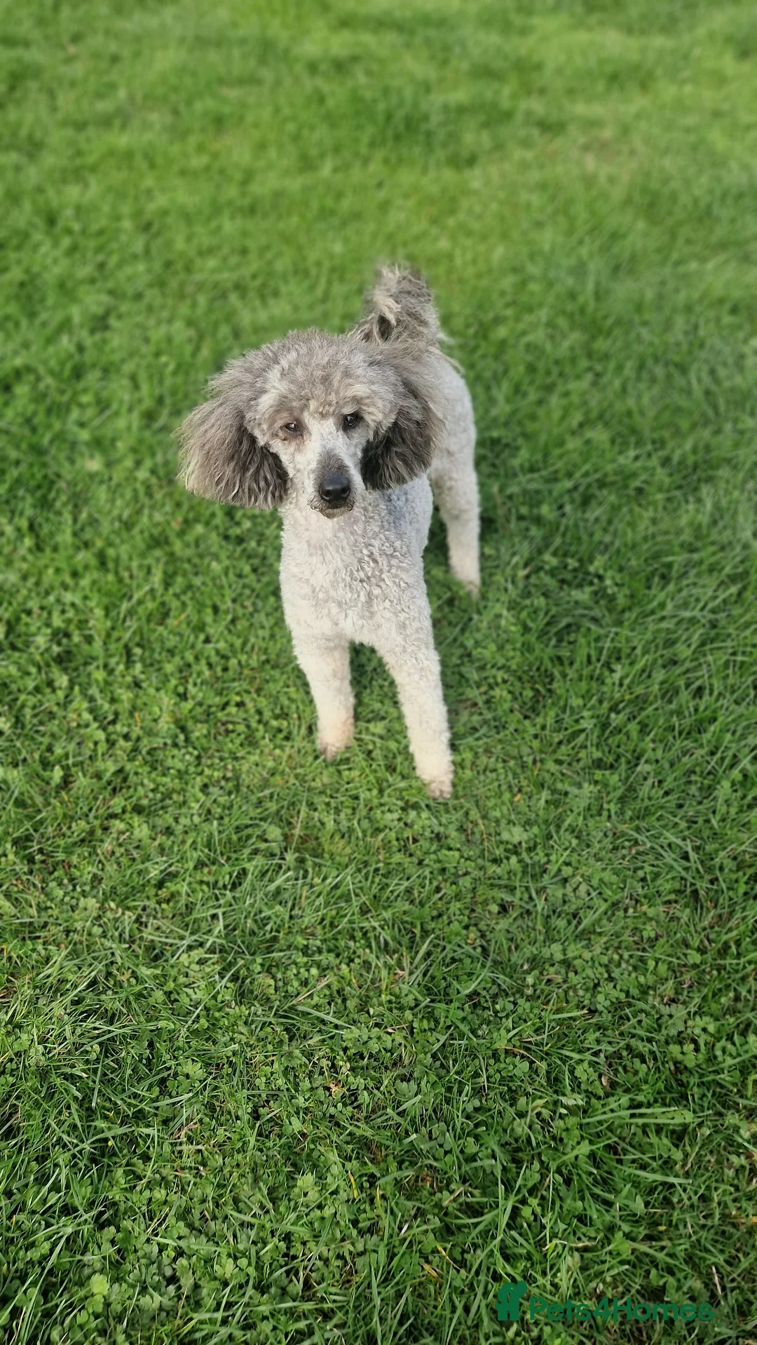 Miniature Poodle dogs for sale: Kc reg Miniture poodle - Advert 2