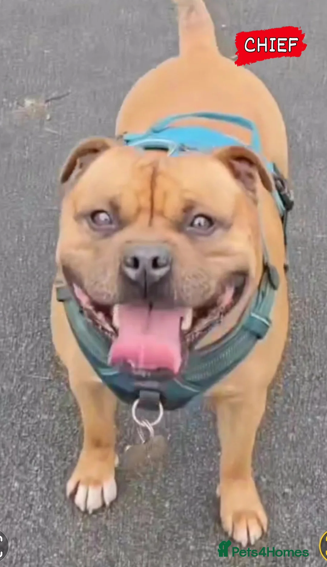 Staffordshire Bull Terrier dogs for stud: 🥨THE RED DREAMTEAM.🥨 Exceptional temprements. in Rochdale - Advert 6