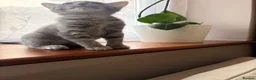 Domestic Shorthair cats for sale: Big personality cat, permanently unimpressed face - Advert 4