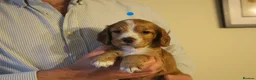 Cocker Spaniel dogs for sale: KC registered Working Cocker bitch pups - Advert 3
