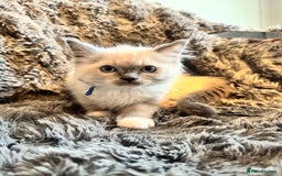 Ragdoll cats for sale: Gorgeous Pedigree Ragdolls  - Image 19