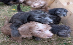 Bedlington Terrier dogs for sale: Bedlington terriers - working stock - Image 26