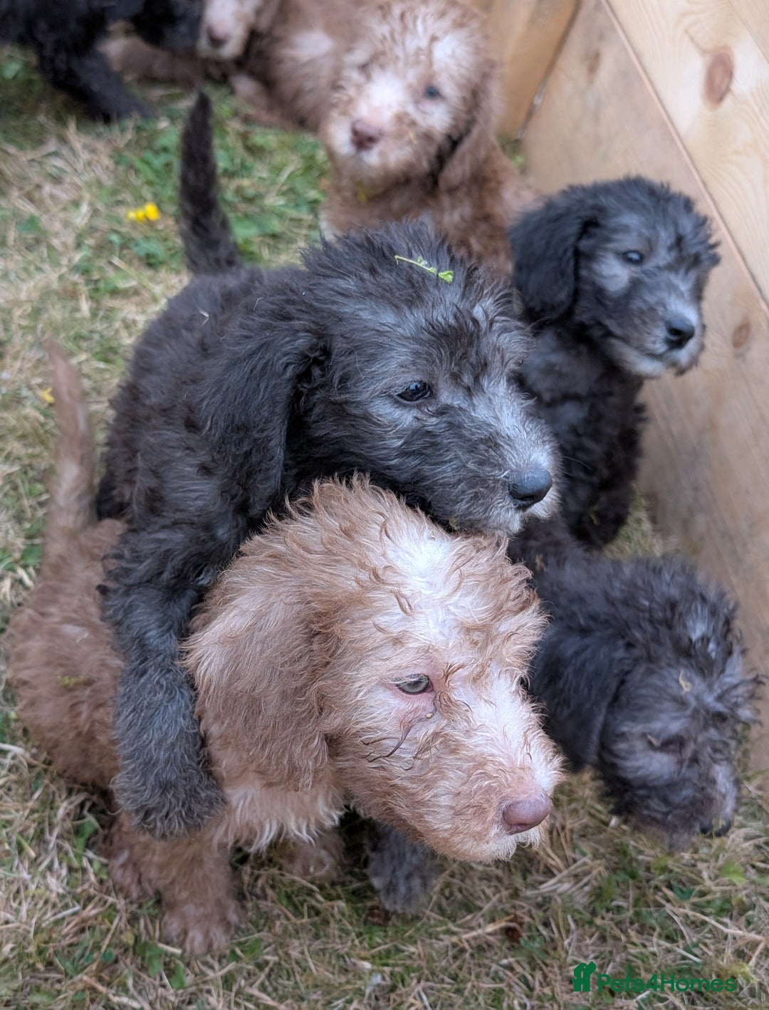 Bedlington Terrier dogs for sale: Bedlington terriers - working stock - Image 26
