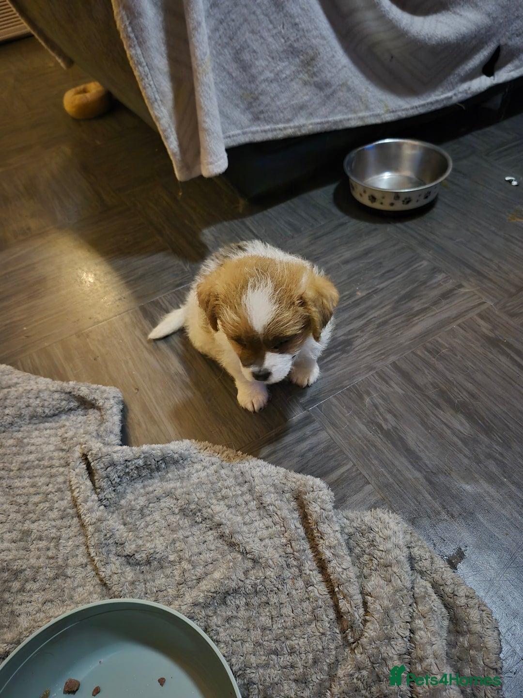 Mixed Breed dogs for sale: Puppies  - Advert 2