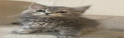 Maine Coon cats for sale: 3 x gorgeous Maine Coon kittens ready to leave. - Advert 9