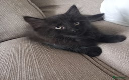 Mixed Breed cats for sale: READY TO GO Large Maine Coon Cross Kittens - Image 3