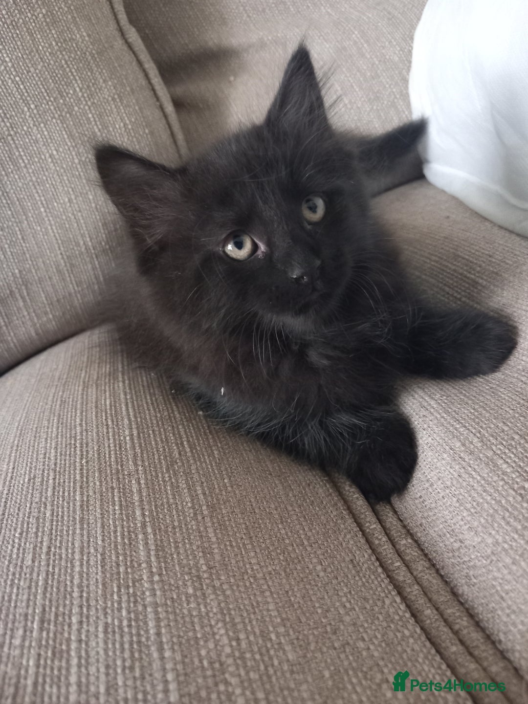 Mixed Breed cats for sale: READY TO GO Large Maine Coon Cross Kittens - Image 3