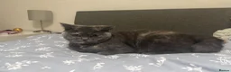 British Shorthair cats for sale: Betty and Wand  - Advert 11