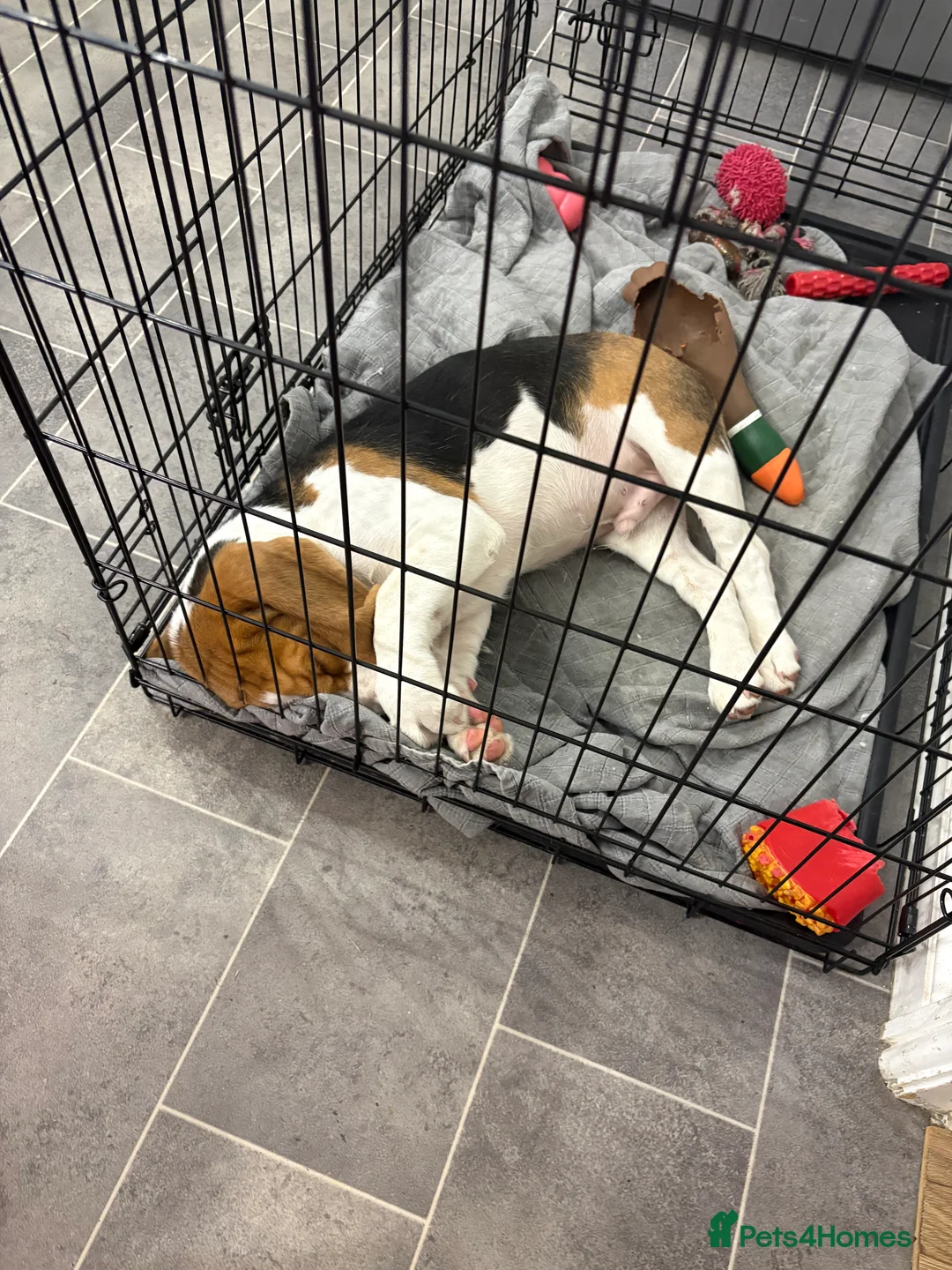 Beagle dogs for sale: Beagle for sale  in Skelmersdale - Advert 3