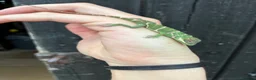 Anole reptiles for sale: Cuban Knight Anole & Cuban False chameleon babies - Advert 4