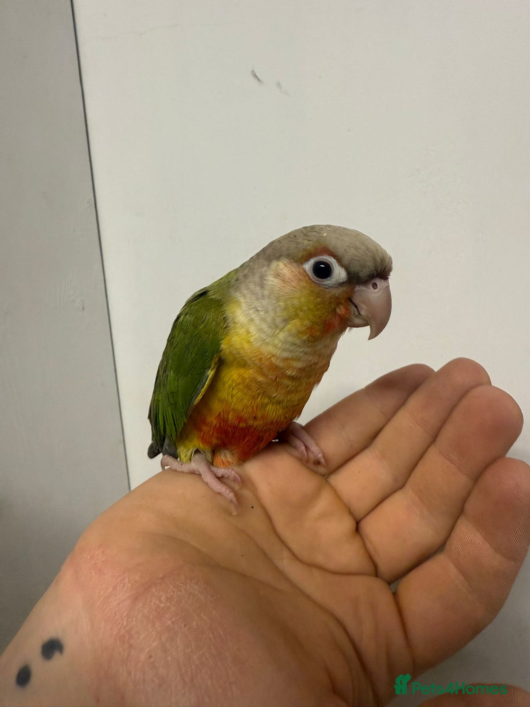 Parrots birds for sale: Parrots/ Parakeets Available  - Advert 1