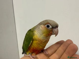 Parrots birds Parrots/ Parakeets Available - Advert 1