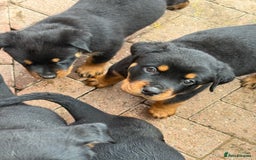 Rottweiler dogs for sale: Beautiful KC registered Rottweiler puppies  - Image 23