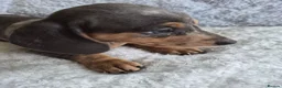 Miniature Dachshund dogs for sale: Miniature Dachshund puppies  in Barnsley - Advert 9