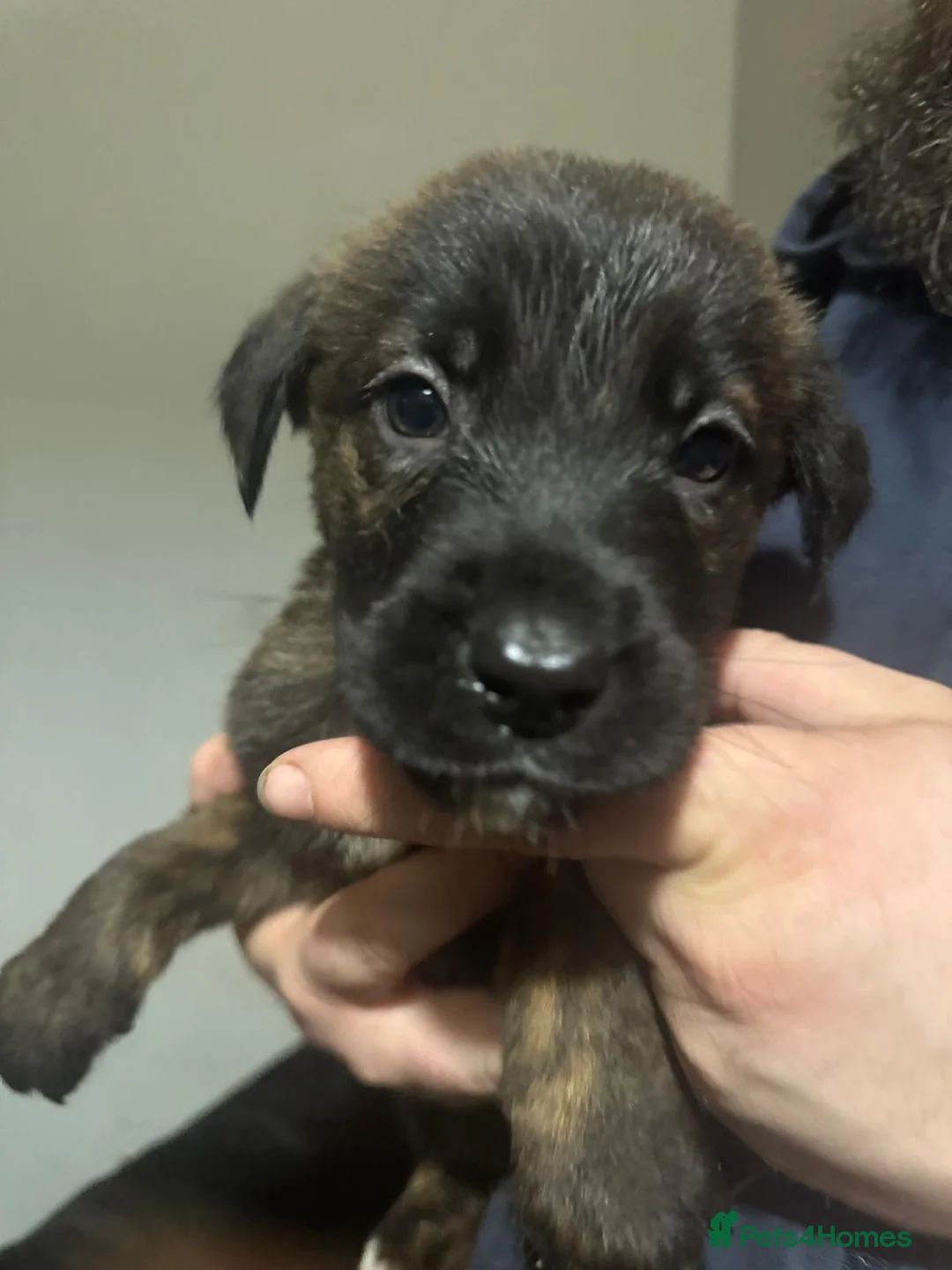 Mixed Breed dogs for sale: Belgian malinois shepherd  ** tiff puppies - Advert 11