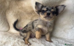 Chihuahua dogs for sale: Chihuahua long coat. Marble  - Image 7