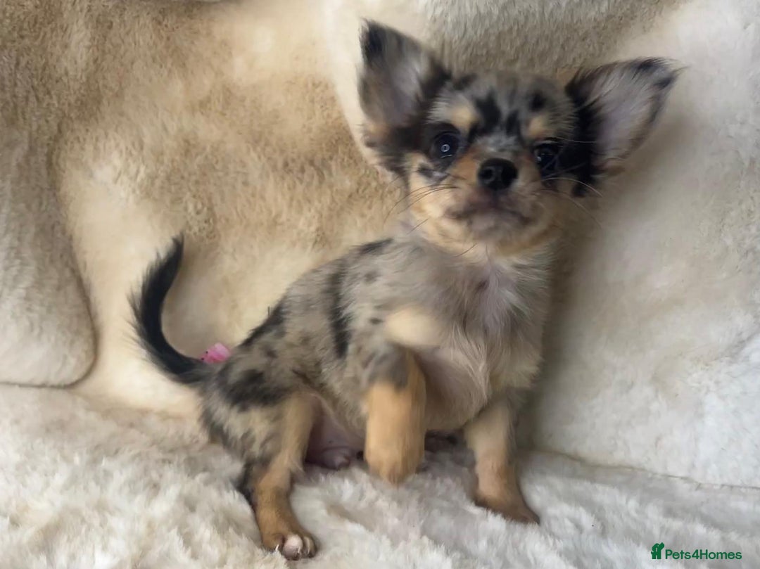 Chihuahua dogs for sale: Chihuahua long coat. Marble  - Image 7