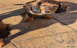 Dachshund dogs for sale: Red long-haired standard dachshund puppies - Image 34