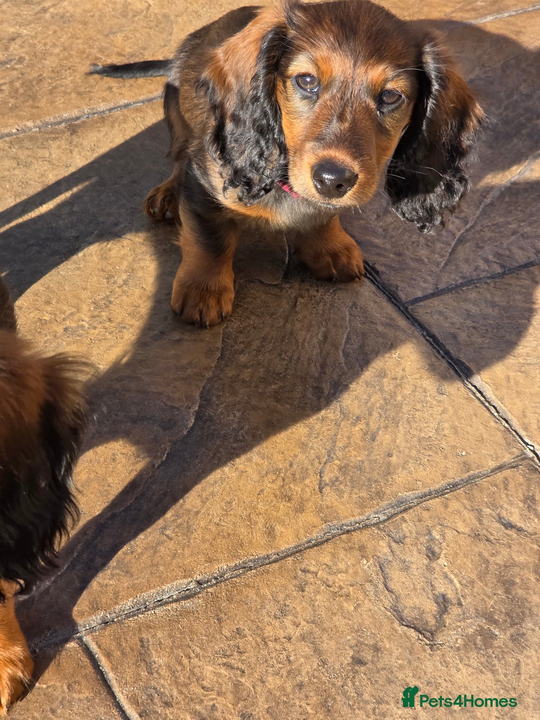 Dachshund dogs for sale: Red long-haired standard dachshund puppies - Image 34