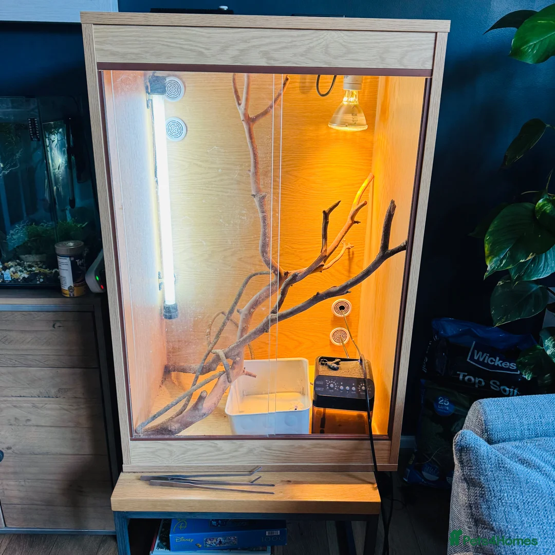 Chameleon reptiles for sale: Chameleons housing  in Halesowen - Advert 1