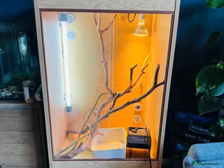 Chameleon reptiles Chameleons housing - Advert 10