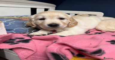 Golden Retriever dogs 🐶 Gorgeous Chunky Golden Retriever Puppies 🐶 - Advert 2