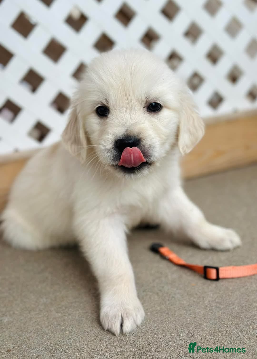 Golden Retriever dogs for sale: Adorable Golden Retriever puppies available.  - Image 4
