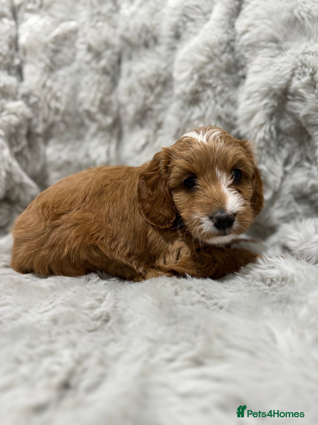 Cockapoo dogs for sale: F2 cockapoo puppies  - Advert 20