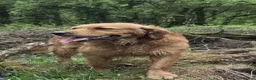 Golden Retriever dogs for sale: Puppies due soon. KC reg family reared  - Advert 5
