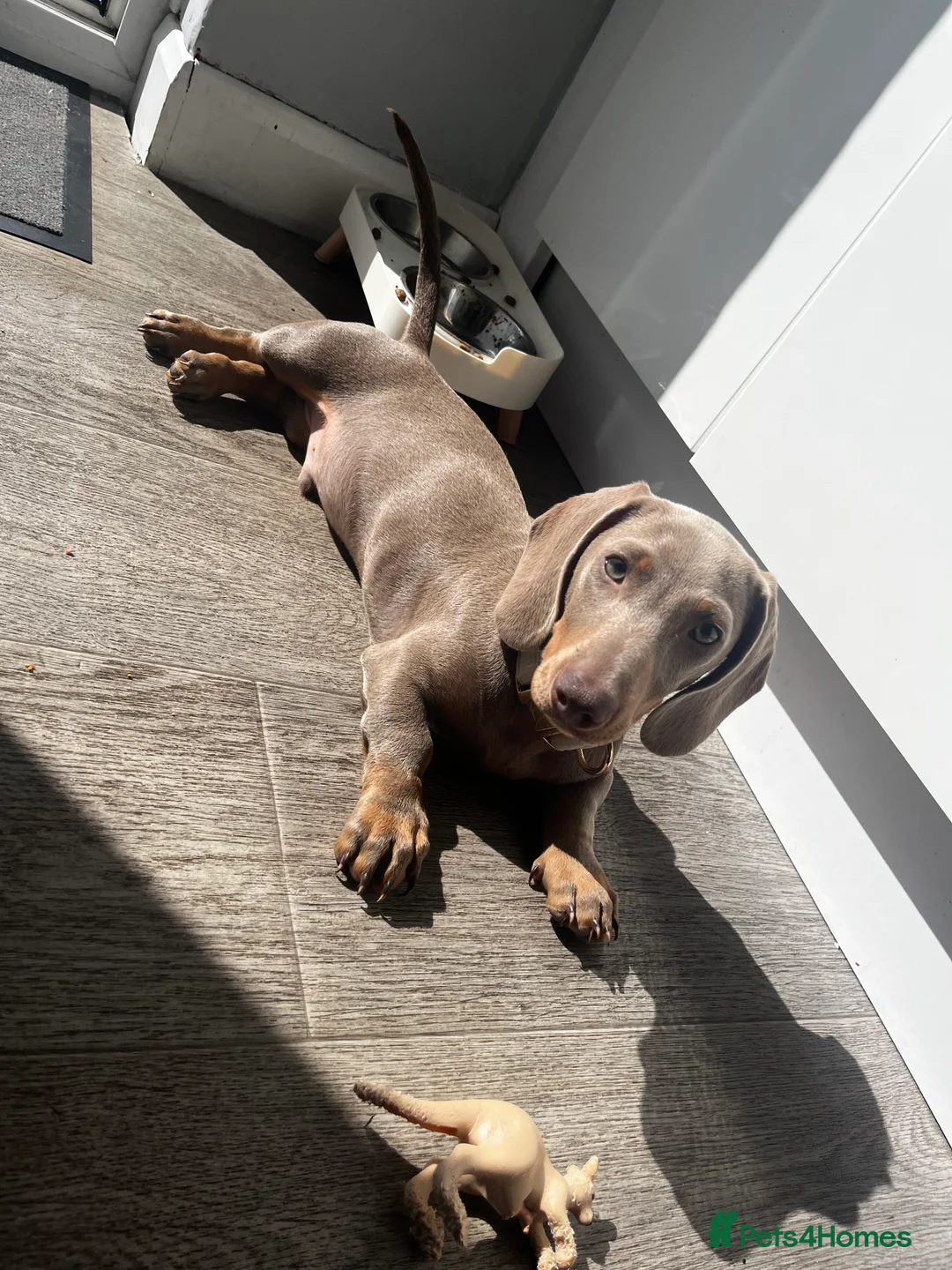 Miniature Dachshund dogs for sale: Dachshund  - Advert 4