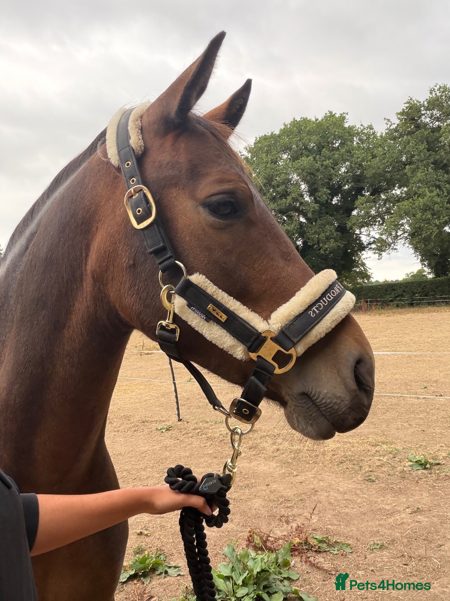 New Forest horses Project pony- looking for a home ASAP - Advert 1