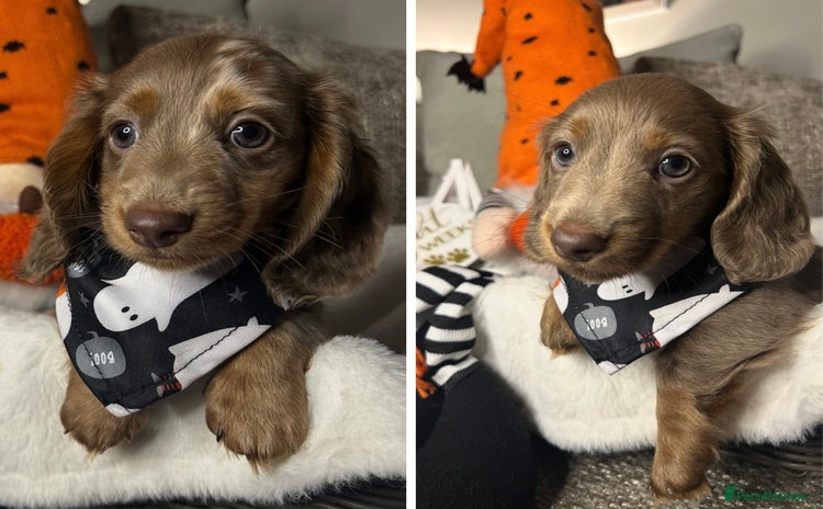 Miniature Dachshund dogs - Advert 1