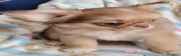 Chihuahua dogs for sale: Beautiful long haired chihuahua puppies - Advert 7