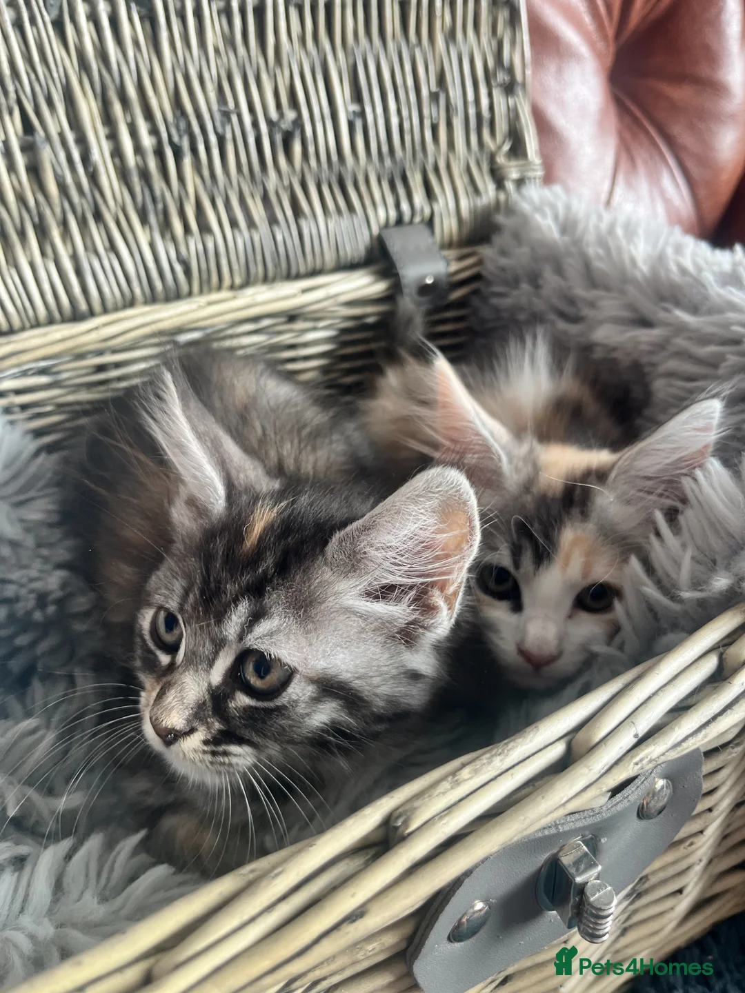 Mixed Breed cats for sale: Ragamuffin x Maine Coon Kittens For Sale - Advert 8